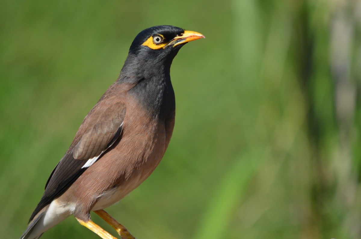 Maui Mynah Bird Moonstone Photography